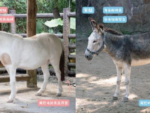 別再傻傻分不清！臺北動物園教你一眼看懂 迷你馬 vs. 家驢